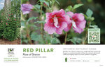 Hibiscus Red Pillar® (Rose of Sharon) 11x7" Variety Benchcard