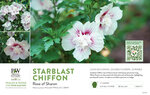 Hibiscus Starblast Chiffon™ (Rose of Sharon) 11x7" Variety Benchcard