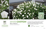Hibiscus White Chiffon® (Rose of Sharon) 11x7" Variety Benchcard