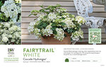 Hydrangea Fairytrail™ White (Cascade Hydrangea®) 11x7" Variety Benchcard
