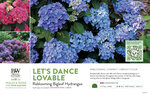 Hydrangea Let's Dance Lovable™ (Reblooming Bigleaf Hydrangea) 11x7" Variety Benc