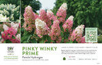 Hydrangea Pinky Winky Prime™ (Panicle Hydrangea) 11x7" Variety Benchcard