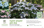 Hydrangea Tuff Stuff Top Fun™ (Mountain Hydrangea) 11x7" Variety Benchcard