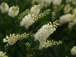 Sugartina 'Crystalina' Clethra (summersweet)