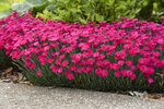 Dianthus Paint the Town Magenta