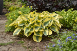 Hosta Shadowland Autumn Frost