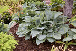 Hosta Shadowland Diamond Lake