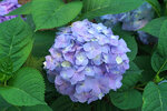 Dark blue flower on Hydrangea Lets Dance Sky View.