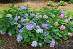 Several Hydrangea Lets Dance Sky View planted in the landscape.