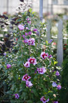 Purple Pillar Rose of Sharon