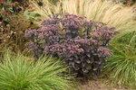 Sedum Rock n Grow Back in Black