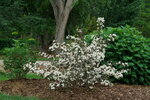 Blooming Wine and Spirits weigela planted in the landscape.