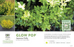 Ilex Glow Pop™ (Japanese Holly) 11x7" Variety Benchcard