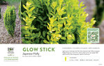 Ilex Glow Stick™ (Japanese Holly) 11x7" Variety Benchcard