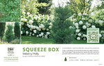 Ilex Squeeze Box™ (Inkberry Holly) 11x7" Variety Benchcard
