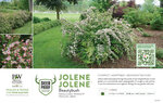 Kolkwitzia Jolene Jolene® (Beautybush) 11x7" Variety Benchcard