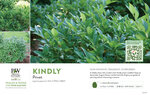 Ligustrum Kindly™ (Privet) 11x7" Variety Benchcard