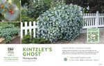 Lonicera Kintzley's Ghost® (Honeysuckle) 11x7" Variety Benchcard