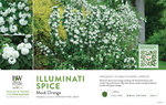 Philadelphus Illuminati Spice™ (Mock Orange) 11x7" Variety Benchcard
