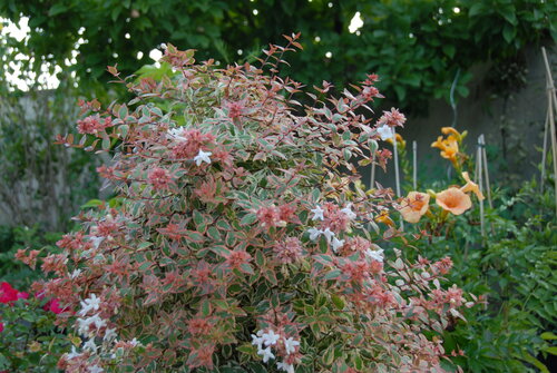 Summertime foliage on Tres Amigos abelia.