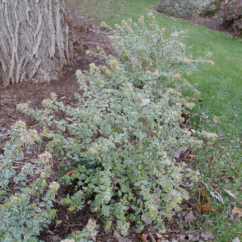 The firework-like habit of Mucho Gusto abelia planted in a group in the landscap