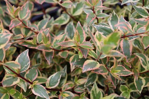 Close up of variegated foliage on Tres Amigos abelia.