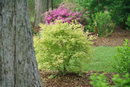 A vibrant green Metamorphosa Japanese maple planted in a mulched bed.