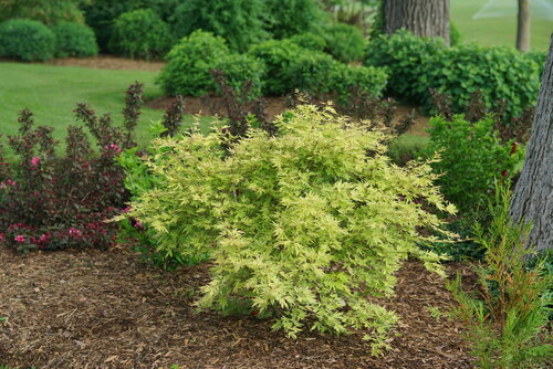 Bright green Metamorphosa Japanese maple planted in a shrub filled garden.