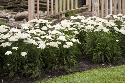 'Firefly Diamond' Achillea