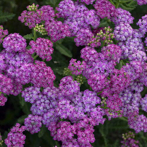 Achillea Firefly Fuchsia