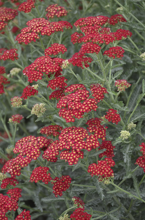 Sassy Summer Sangria Achillea millefolium