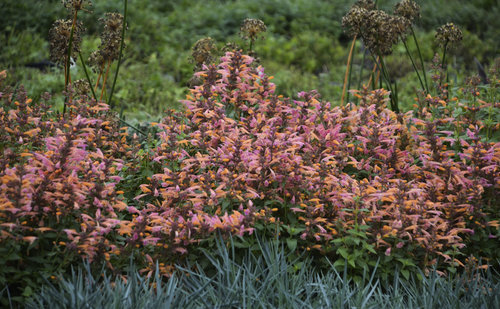 agastache_mango_tango_cjw15_5.jpg