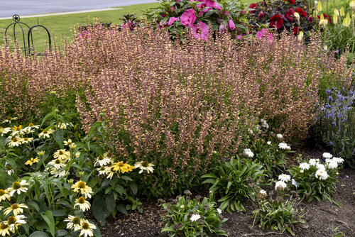 Agastache Queen Nectarine