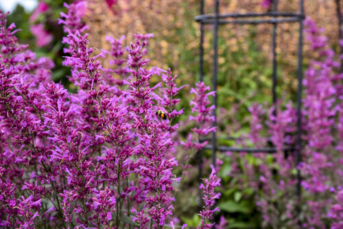 Agastache Royal Raspberry Bee