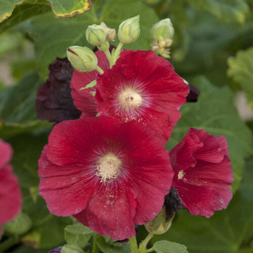 Alcea rosea 'Mars Magic'