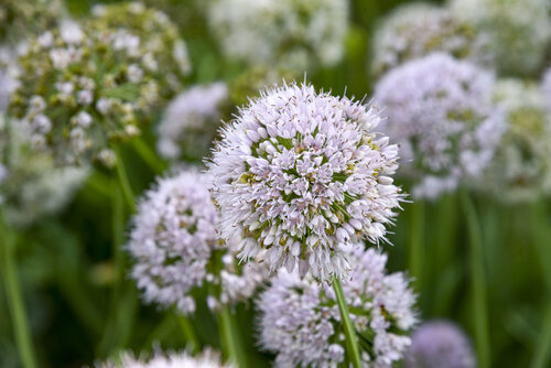 Allium Bobblehead