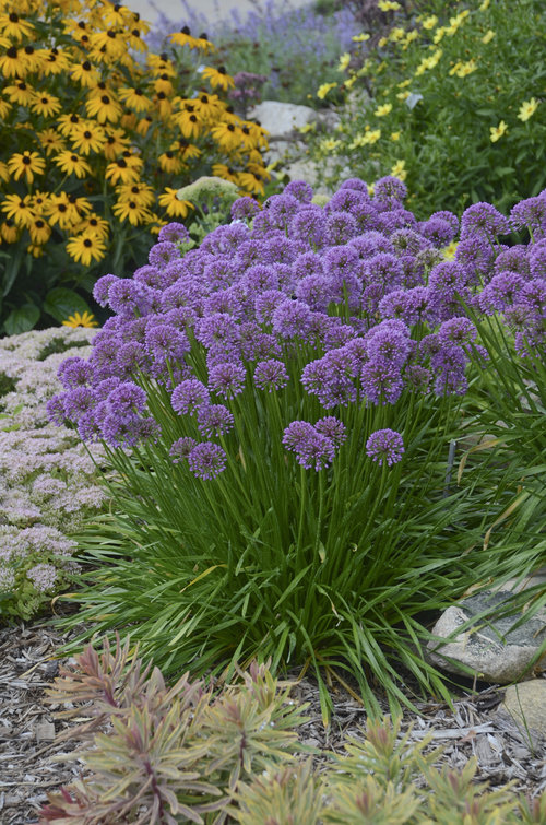 allium_millenium.jpg