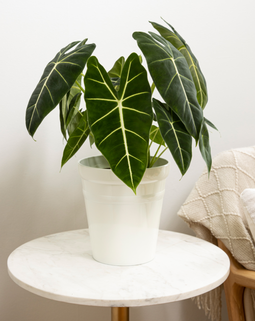 alocasia_hybrid_mythictm_frydek_12160_a.png