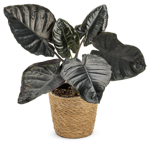 alocasia_mythic_infernalis_mono_hemp.jpg