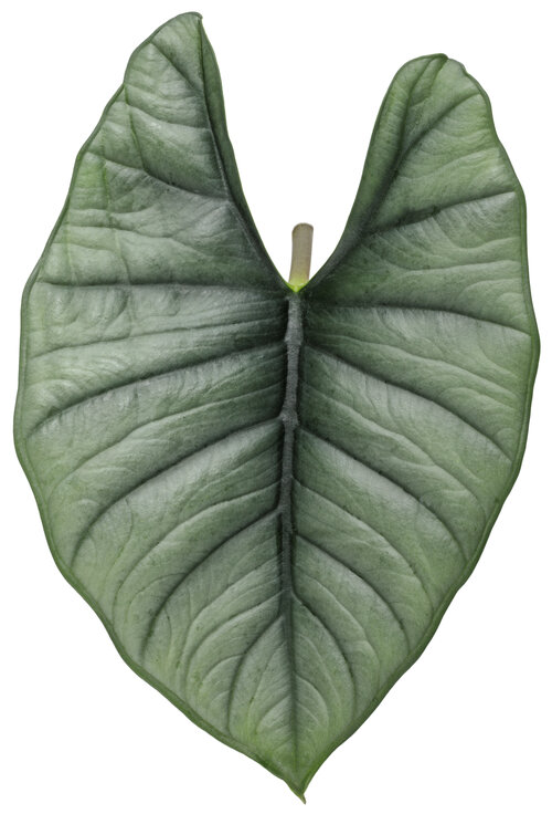 alocasia_mythic_reginae_macro_01.jpg