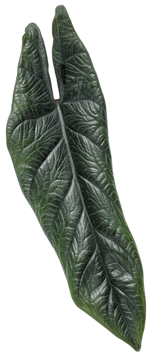 alocasia_mythic_scalprum_macro_01.jpg