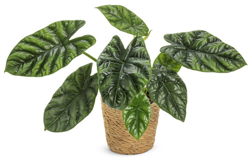 alocasia_mythic_sinuata_mono_hemp.jpg