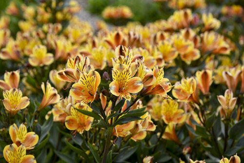 Alstroemeria Summer Breeze