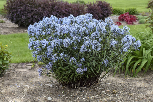 'Storm Cloud' Amsonia