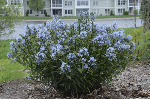 amsonia_stormcloud.jpg