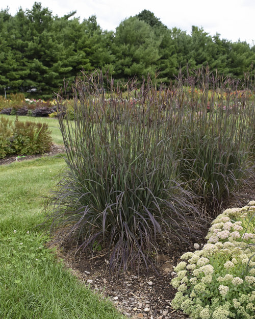 Blackhawks - Big Bluestem