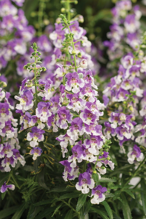 Angelonia Wedgewood Blue Improved