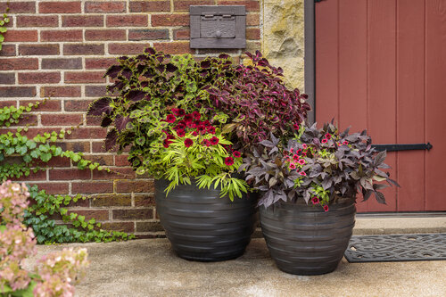 Everything You Need to Know About Container Gardening