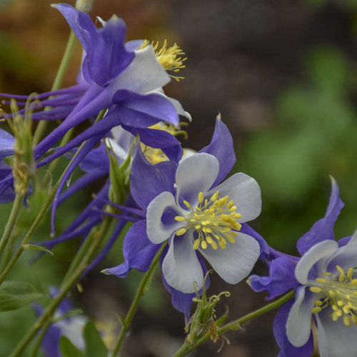 Aquilegia Blue Jay