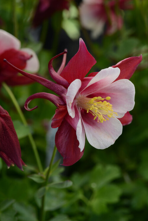 Aquilegia Earlybird™ Red and White